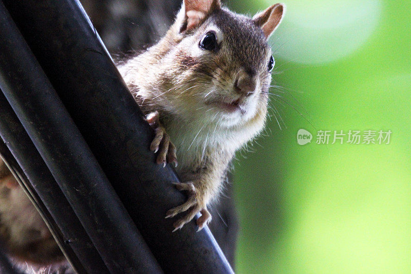 加拿大:东部花栗鼠(Tamias striatus)